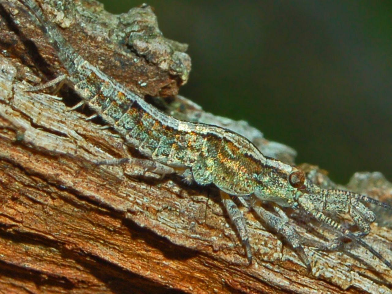 Machilidae Machilis sp.